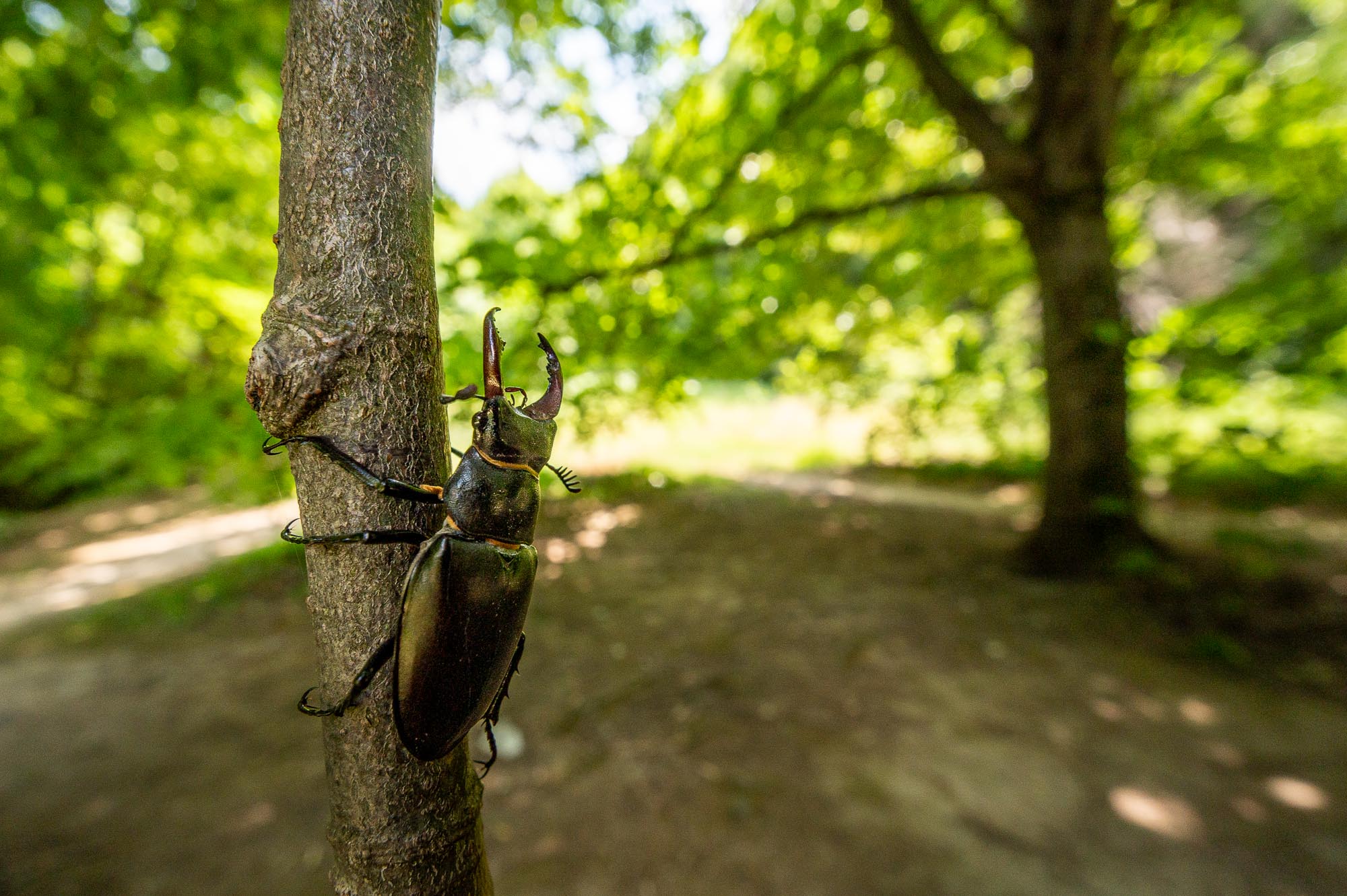 Stag Beetle and a Trip