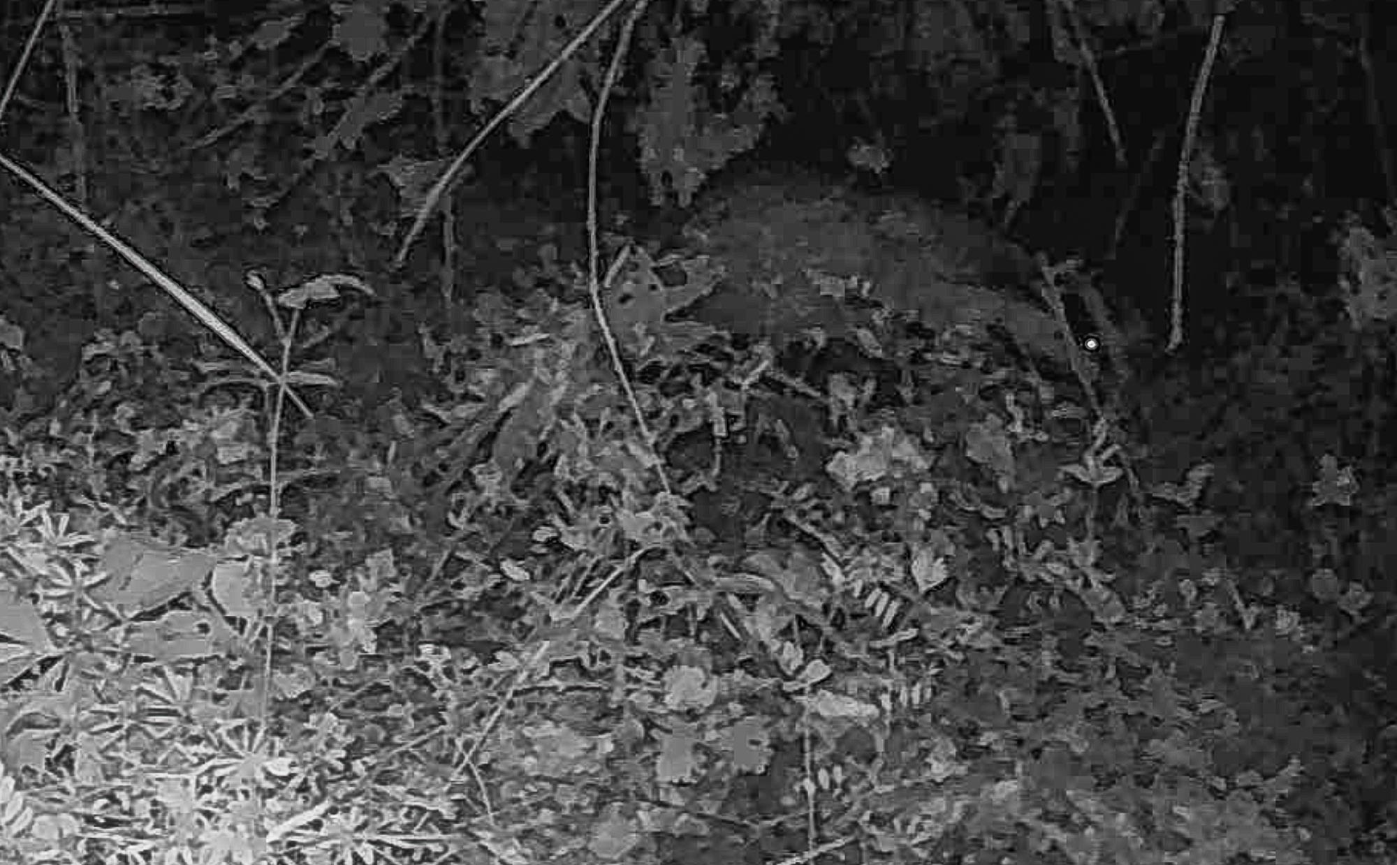 Camera Trapping in the Northwest